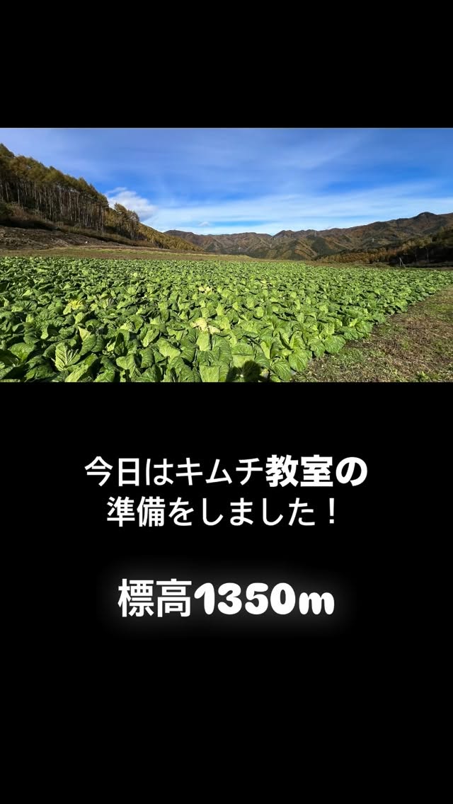 来週行うキムチ教室のために白菜と大根を収穫しました!美味しいキムチが出来るように頑張っています!
皆さん!期待して下さい