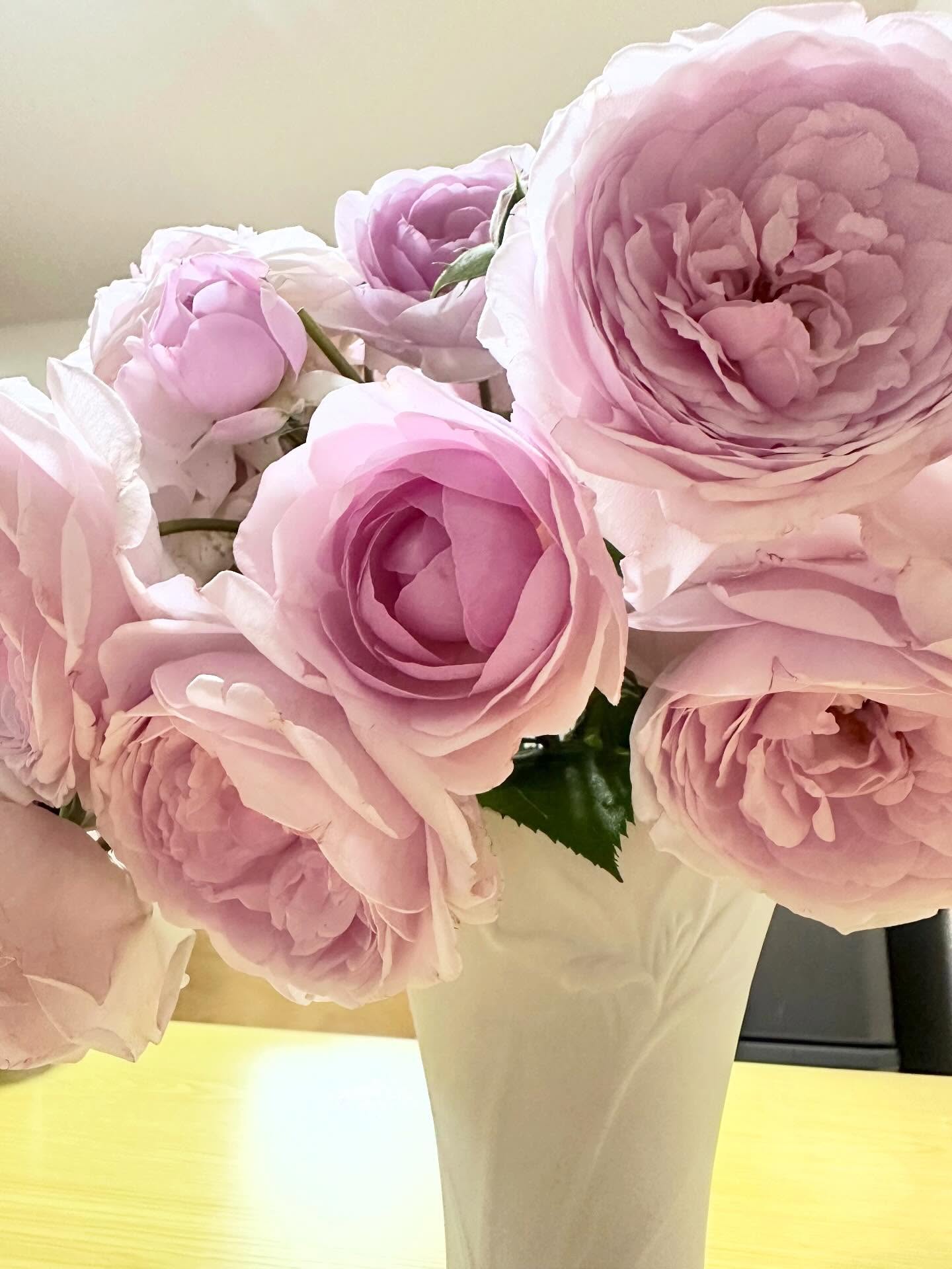 とっても素敵なバラをいただきありがとうございます🌹
バラがあるだけで気分もお部屋も華やかになります✨
#バラの花
#